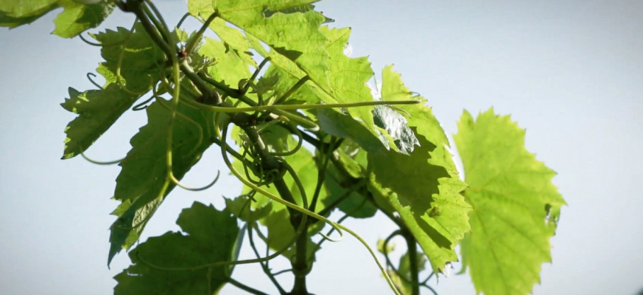 Beaujolais-Villages Blanc - Parcelles Les Bois - Famille Gauthier