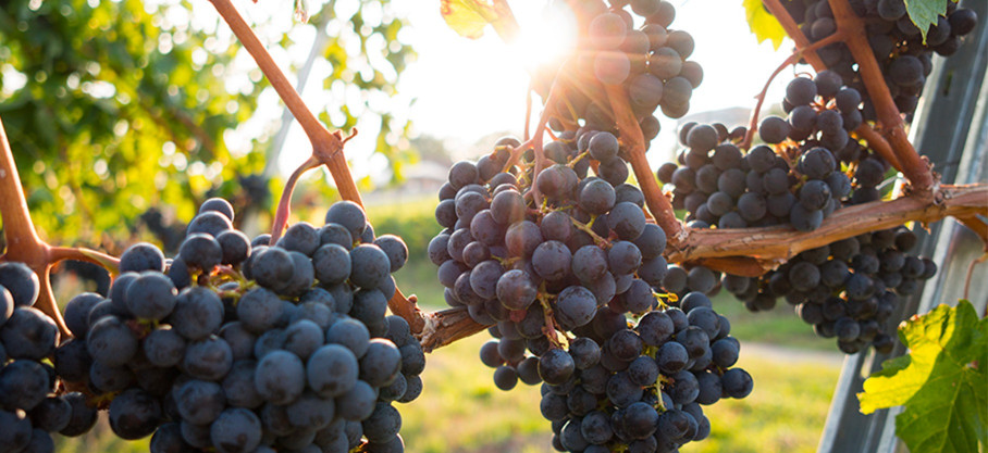 Beaujolais-Villages - Chillable Red - Laurent Gauthier