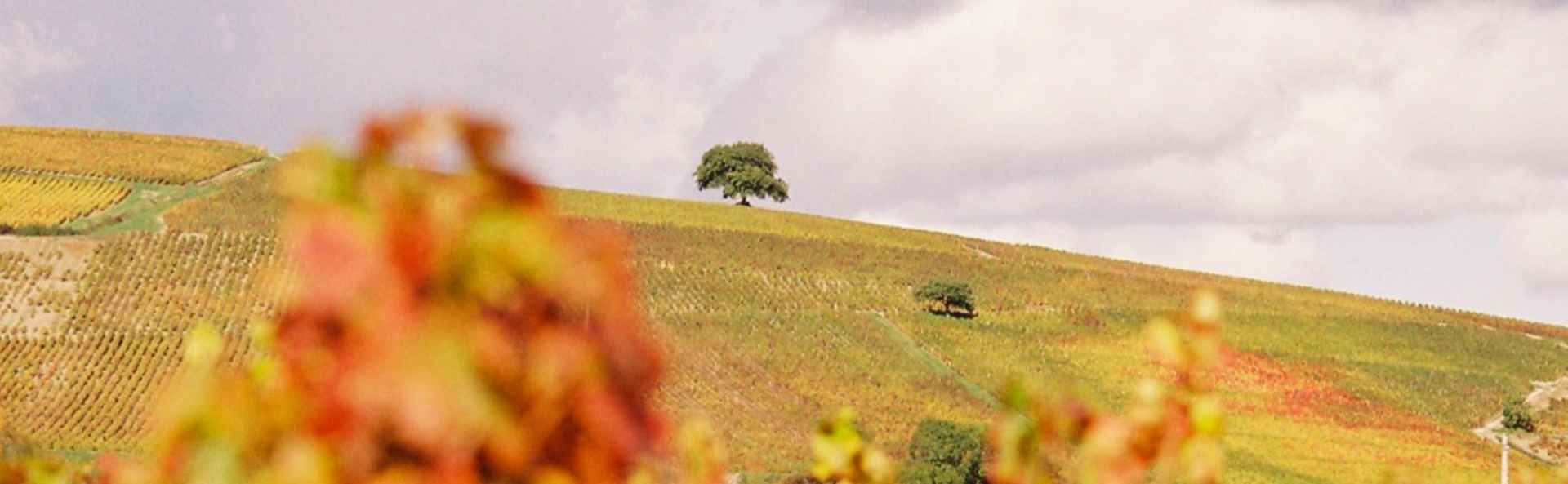 Domaine Famille Gauthier - Artisan vigneron - Côte Beaujolaise