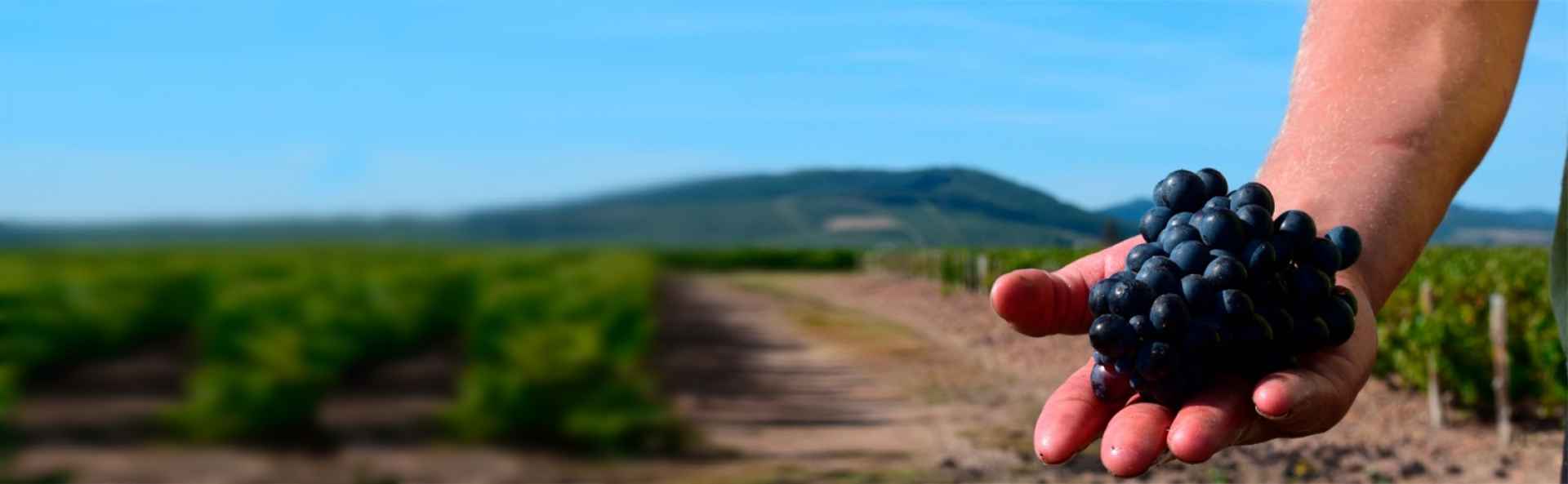 Domaine Famille Gauthier - Artisan vigneron - Côte Beaujolaise